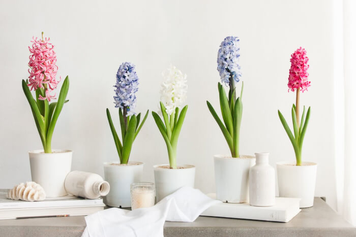 19 beautiful indoor plants for fragrance - 119