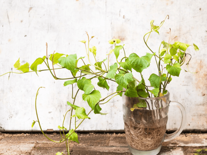 26 great houseplants to grow in water vases - 187