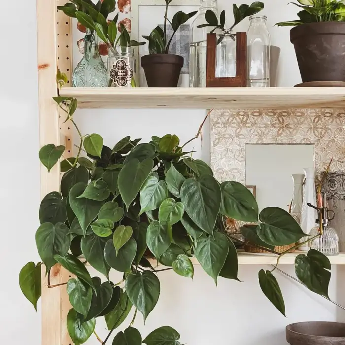 22 easiest vines to bring forest into your indoor space - 137
