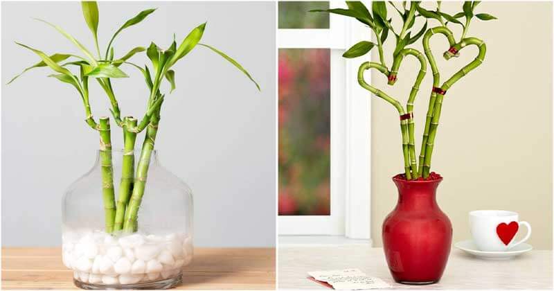 14 beautiful lucky bamboo varieties to take home - 95