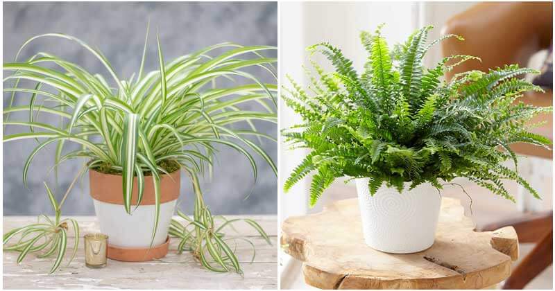 11 air-purifying houseplants that are safe for your cats