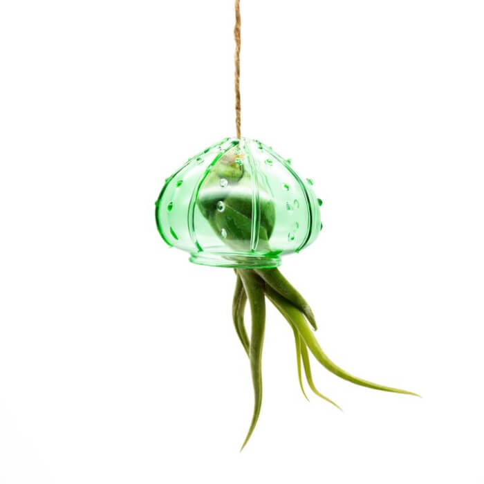 These wonderful 25 air plants are worth trying!  - 157