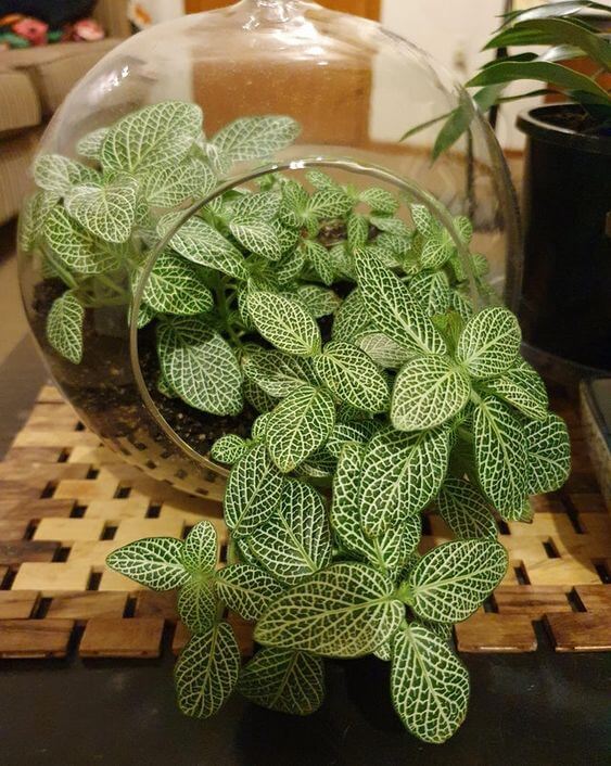 25 incredible houseplants in vases you might get addicted to - 193