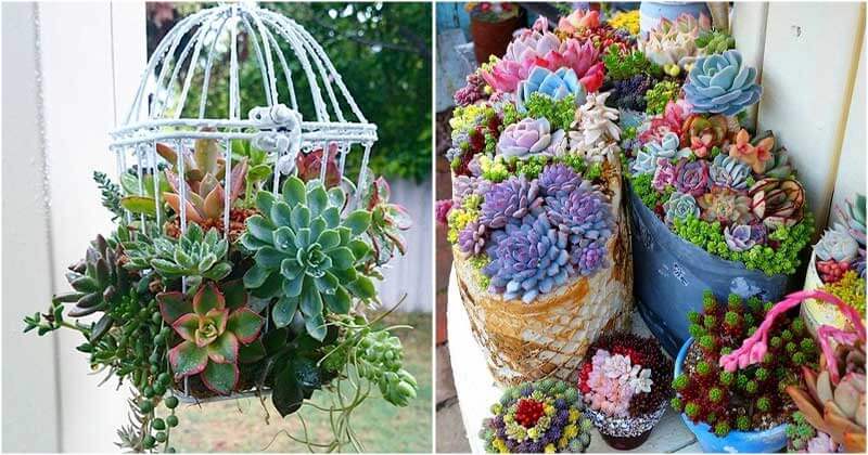 30 pictures that prove succulents can thrive anywhere - 101