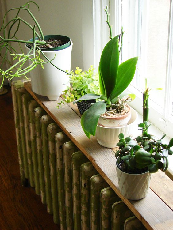 A radiator covered with a stained shelf that serves as a plant stand is a cool combination for a window without a sill