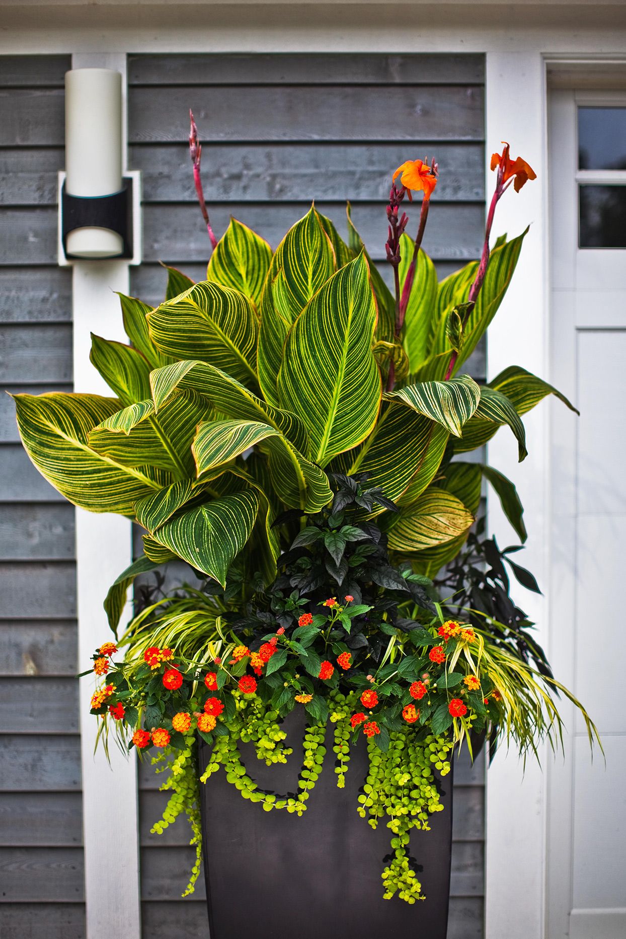 Growing Plants in Small Spaces: The Beauty of Container Gardening