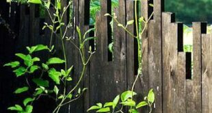 garden fence ideas