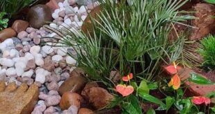 garden ideas with rocks