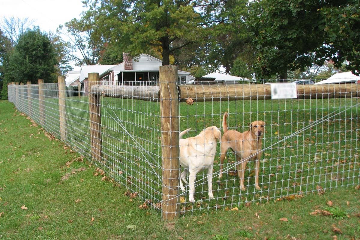 Creative Dog Fence Ideas for Your Backyard