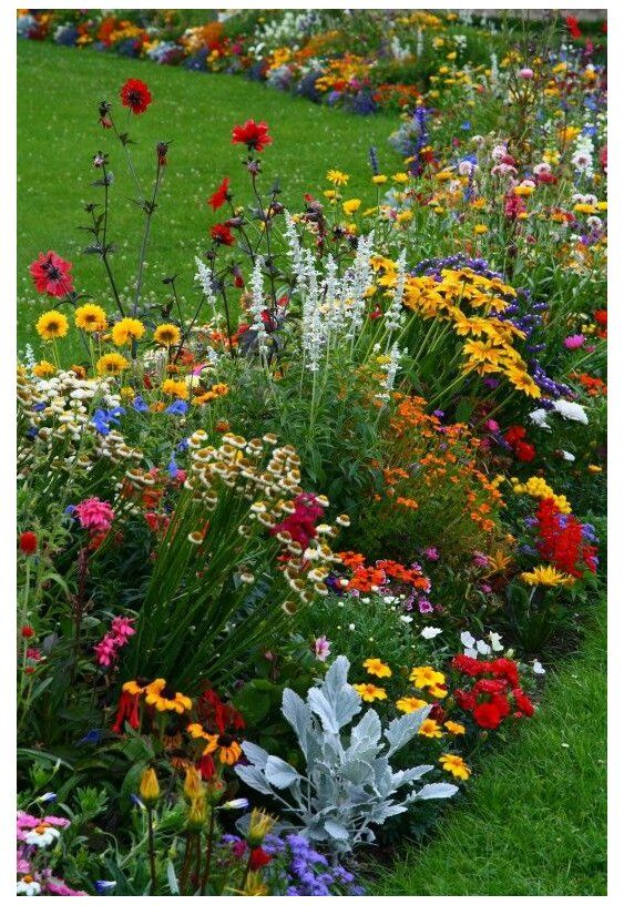A Colorful Haven: The Beauty of Wild Flower Gardens