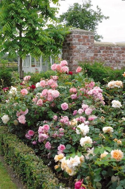 Beautiful Inspiration for Creating a Stunning Rose Garden