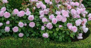 rose garden ideas