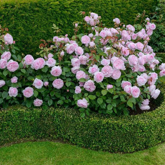 Beautiful Rose Garden Design Concepts