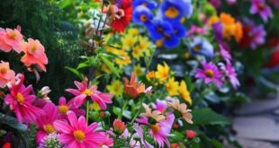 flower bed designs