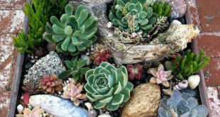 succulent rock garden