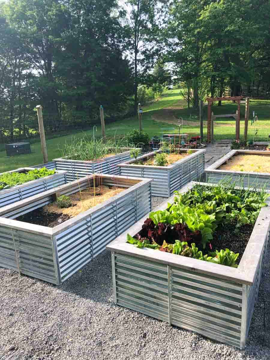 Benefits of Galvanized Metal Raised Garden Beds for Your Plants