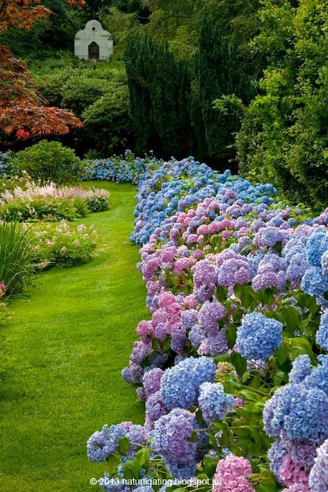 Blooming Beauties: A Guide to Stunning Flower Gardens