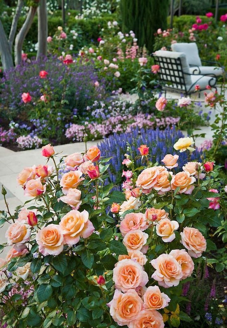 Blooming Beauties: Creative Ideas for Your Rose Garden