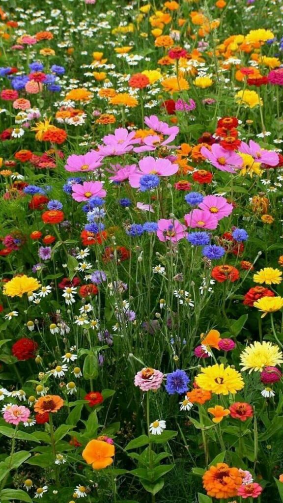 wild flower garden