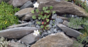 backyard rock landscaping