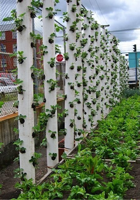 Create a Stunning Vertical Garden with a Tower Planter