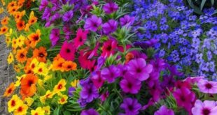 flower bed designs