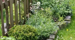 garden borders