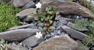 landscaping with rocks