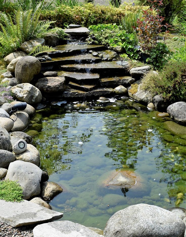 Creating Your Own Beautiful Pond: A Guide to Design and Maintenance