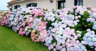 landscaping hydrangeas