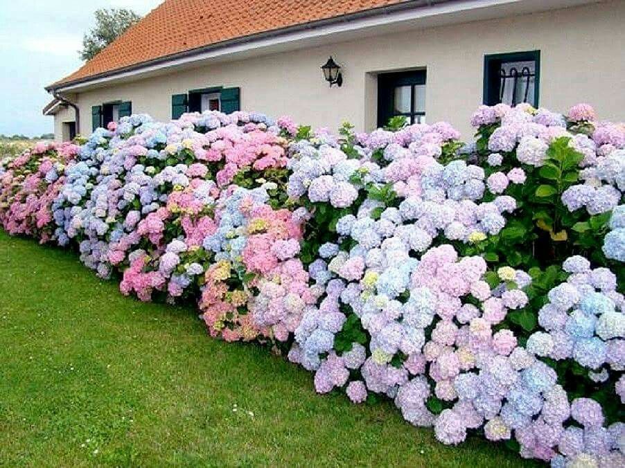 Creating a Beautiful Landscape with Hydrangeas