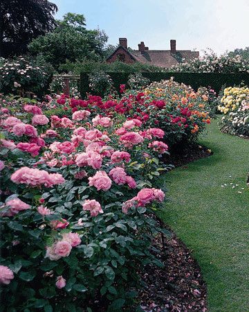 Creating a Beautiful Rose Garden: Inspiration and Design Ideas