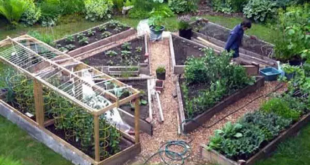 vegetable garden design