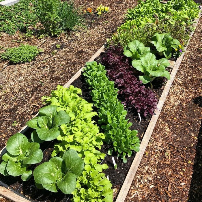 Creating a Beautiful Vegetable Garden Layout: Tips for Planning and Design
