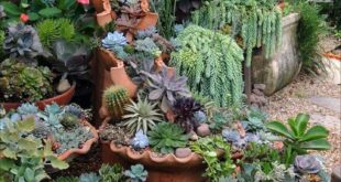 succulent rock garden