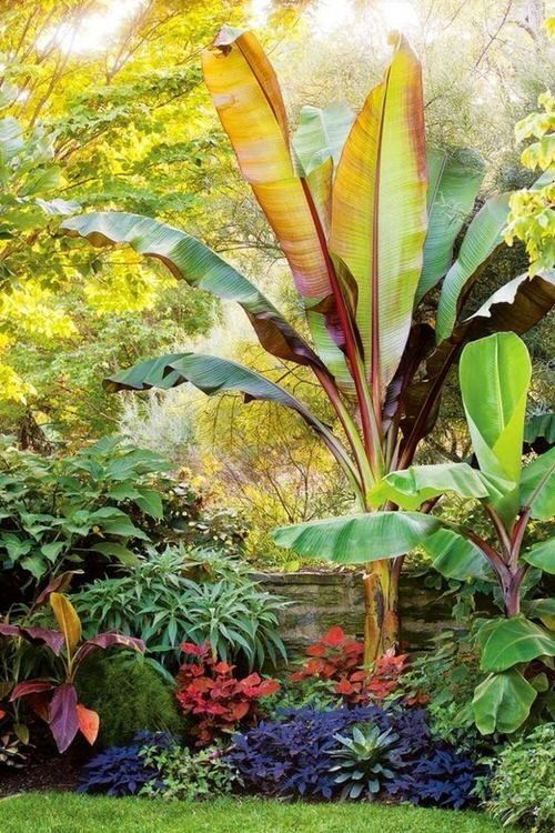 Creating a Lush Tropical Oasis in Your Garden