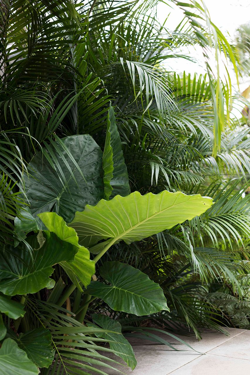 Creating a Lush Tropical Paradise: Tips for Designing a Stunning Garden