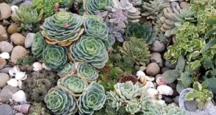 succulent rock garden