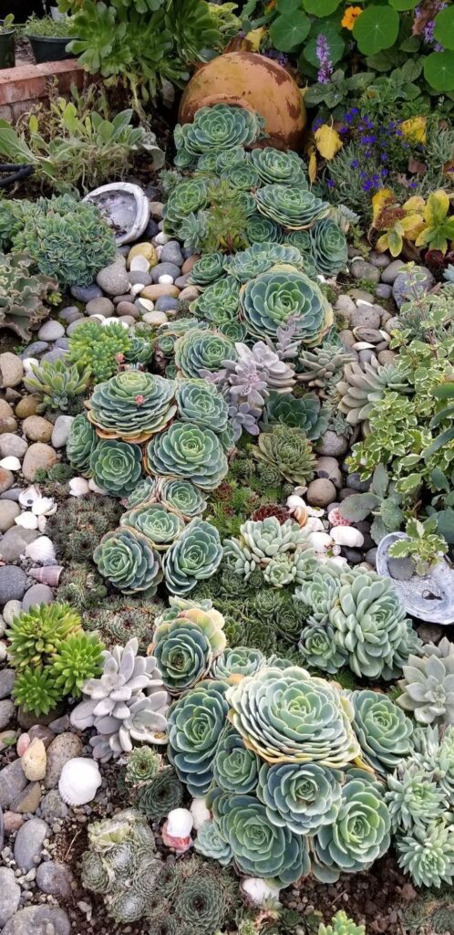 succulent rock garden