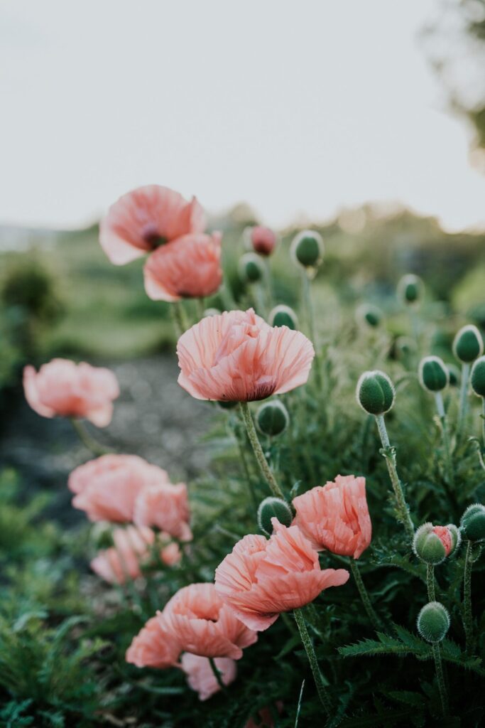 wild flower garden