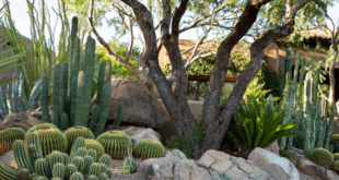 desert landscaping