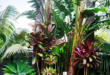 tropical garden design