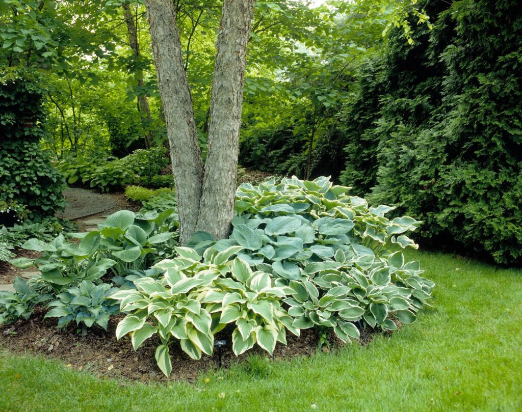 landscaping under trees