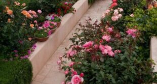 rose garden ideas