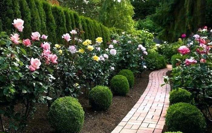 Creative Ways to Design a Beautiful Rose Garden
