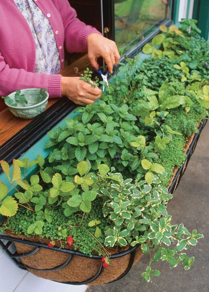 herb garden ideas