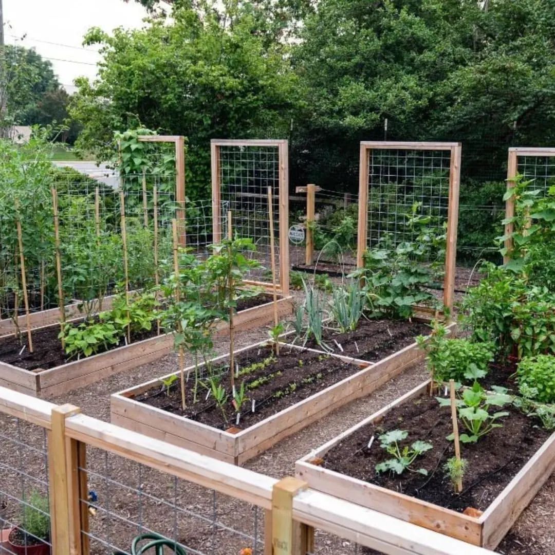 Designing an Effective Layout for Raised Garden Beds