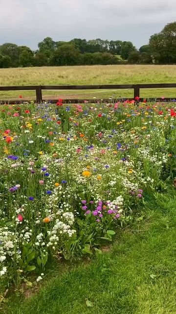 Embracing the Beauty of Flower Gardens: A Visual Delight for Nature Lovers