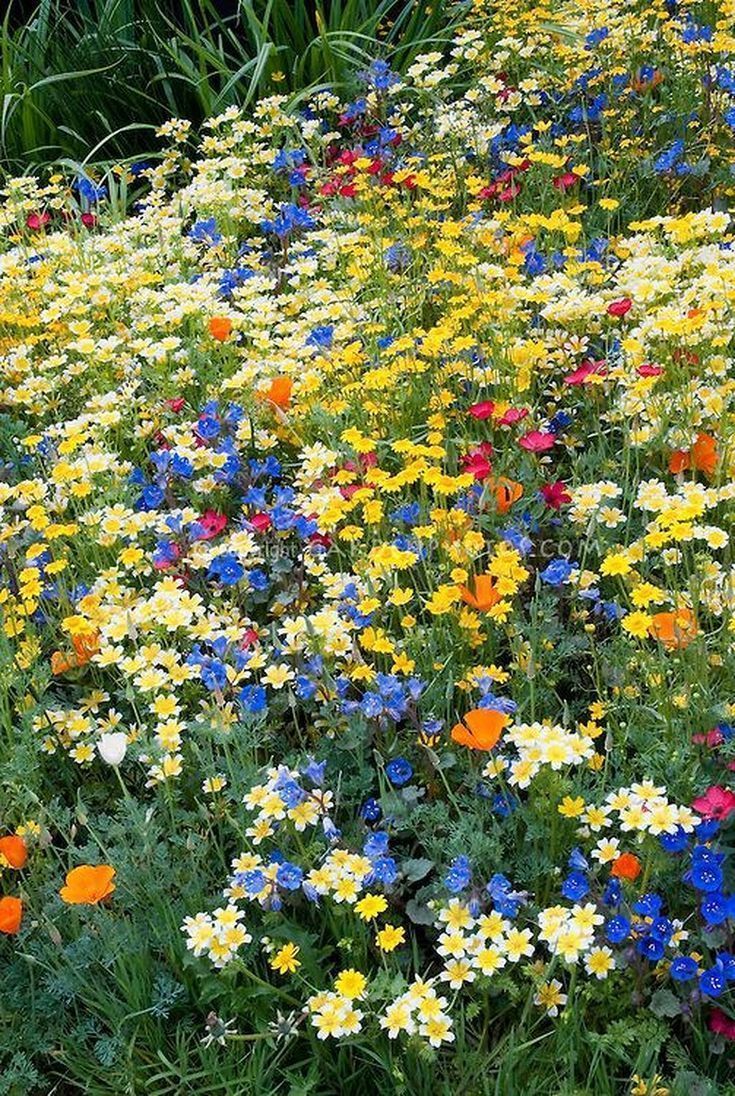 Embracing the Beauty of a Wildflower Garden