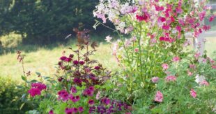 garden pots